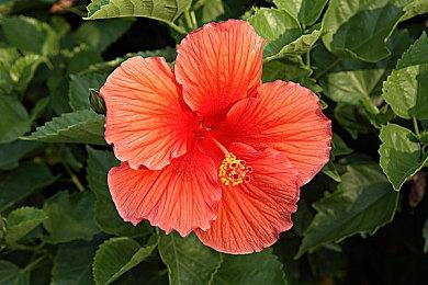 《刺客信条：影》部分媒体评分提前泄露 综分约在8分